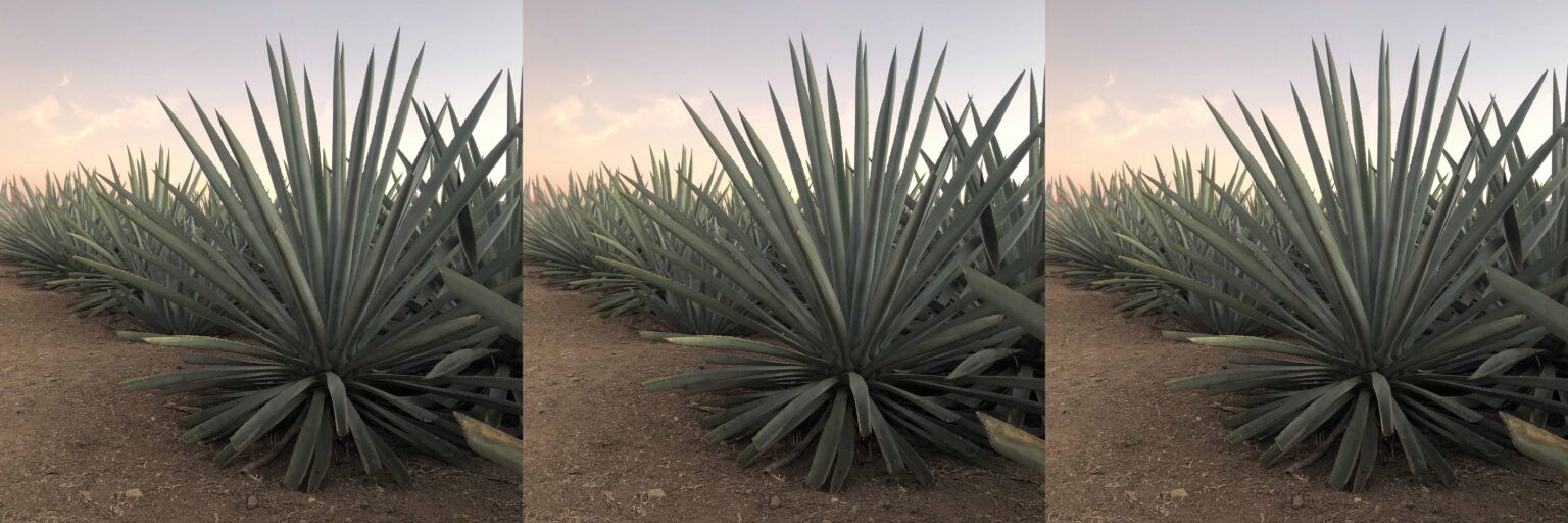 Agave Collage No. 1
