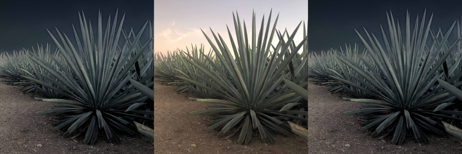 Agave Collage No. 3