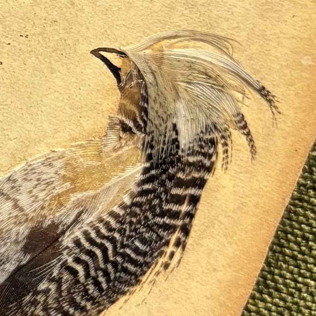 detail of a Victorian Bird Illustration made from feathers