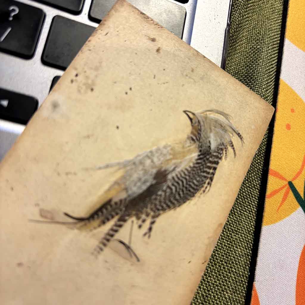 a Victorian Bird Illustration made from feathers