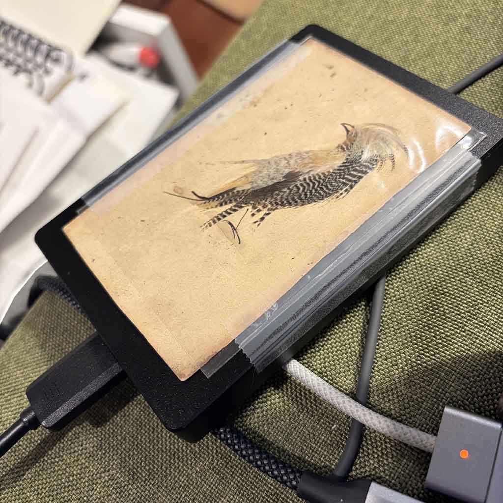 a Victorian Bird Illustration made from feathers placed on a hard drive