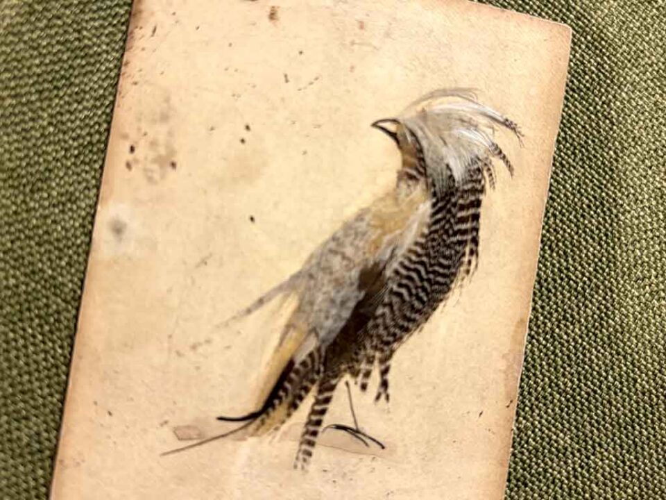 a Victorian Bird Illustration made from feathers