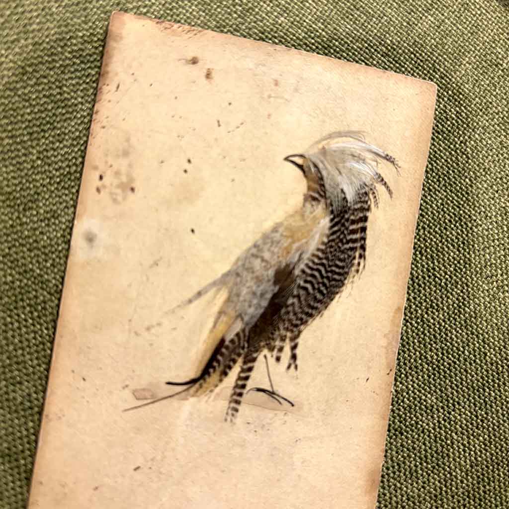 a Victorian Bird Illustration made from feathers